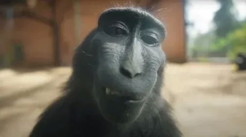 meme monkey biểu cảm đầy tính giải trí meme monkey biểu cảm đầy tính giải trí