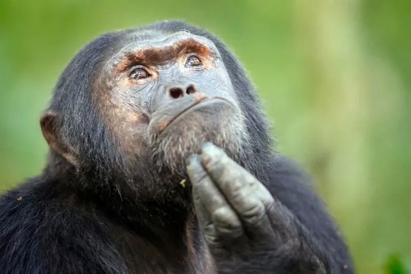 meme monkey biểu cảm gây bão mạng xã hội meme monkey biểu cảm gây bão mạng xã hội