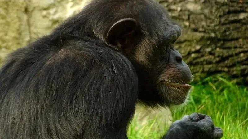 meme monkey biểu cảm hài hước cực kỳ viral meme monkey biểu cảm hài hước cực kỳ viral