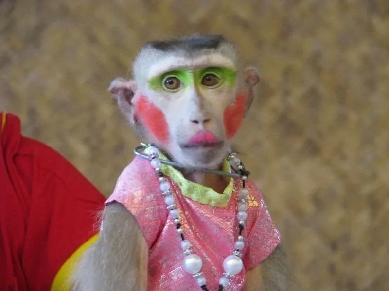 meme monkey biểu cảm hài hước khó đỡ meme monkey biểu cảm hài hước khó đỡ