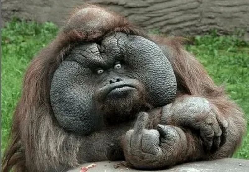 meme monkey biểu cảm khiến dân mạng cười meme monkey biểu cảm khiến dân mạng cười