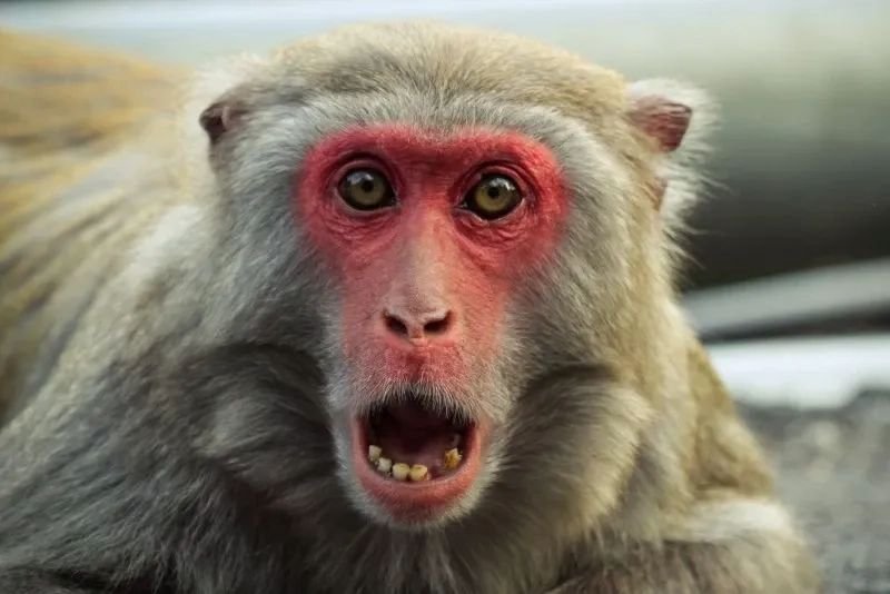 meme monkey biểu cảm khiến người xem bật cười meme monkey biểu cảm khiến người xem bật cười