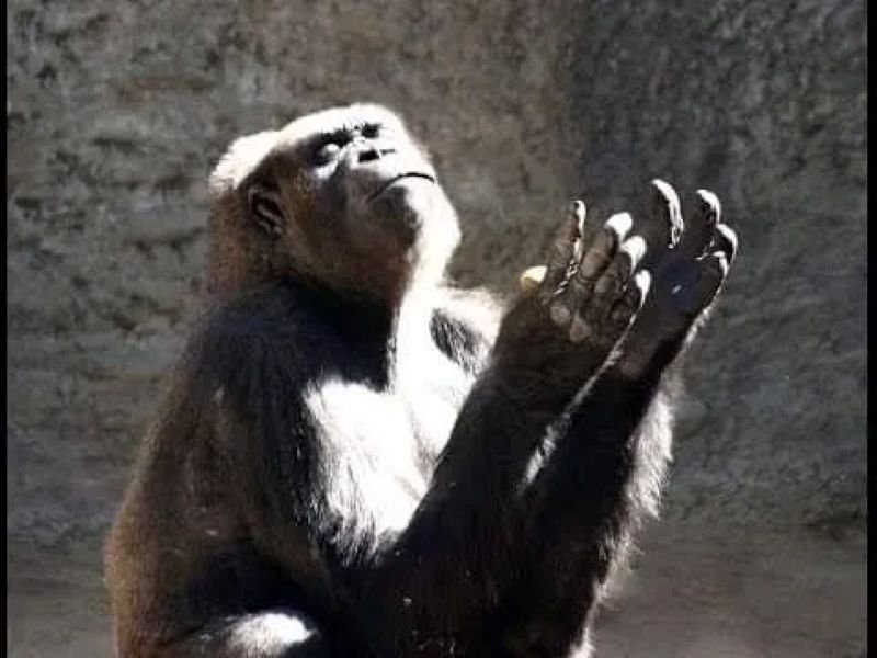 meme monkey biểu cảm khó đỡ nhất meme monkey biểu cảm khó đỡ nhất