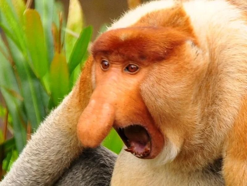 meme monkey biểu cảm khó hiểu cực hài meme monkey biểu cảm khó hiểu cực hài