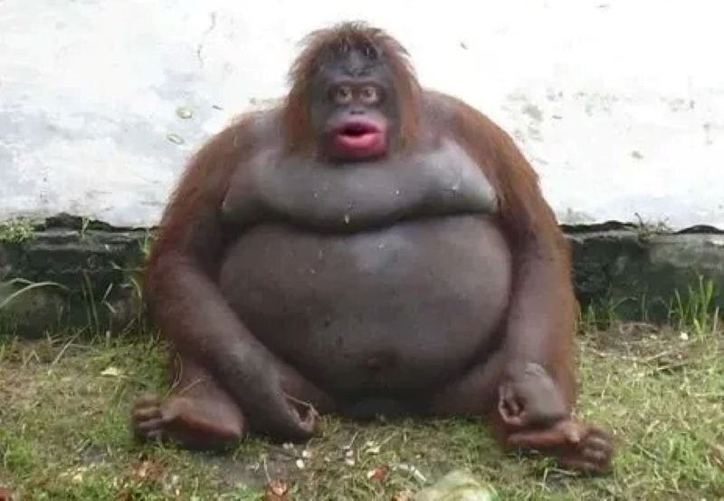 meme monkey biểu cảm lầy lội cực chất meme monkey biểu cảm lầy lội cực chất