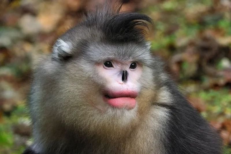 meme monkey biểu cảm nhìn là muốn cười meme monkey biểu cảm nhìn là muốn cười