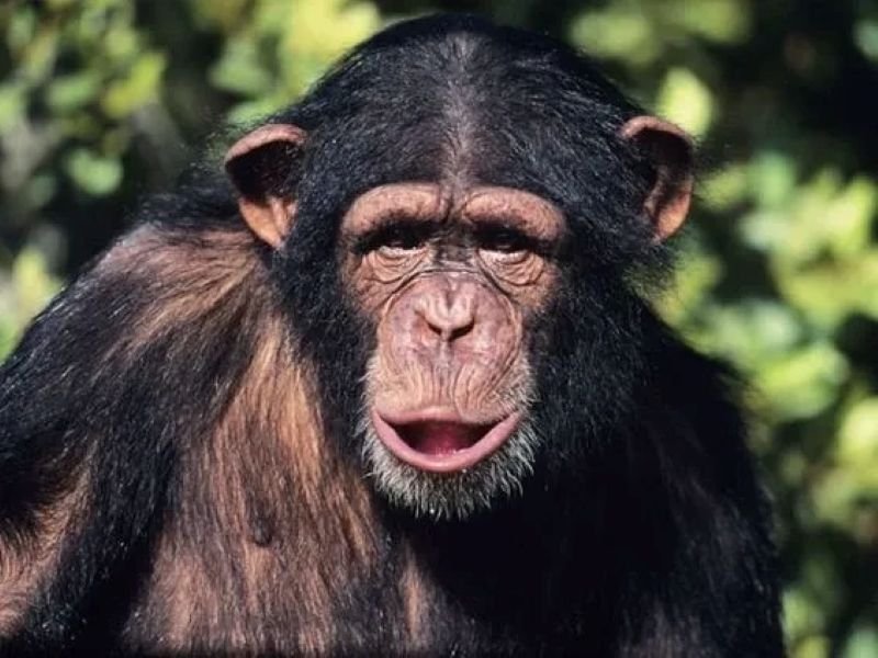 meme monkey cười không nhặt được mồm meme monkey cười không nhặt được mồm