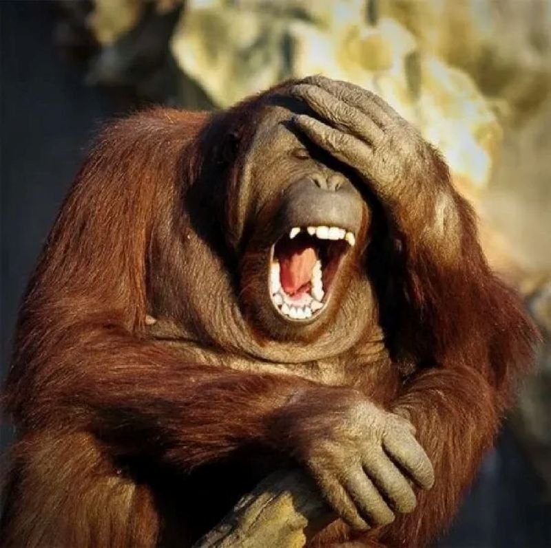 meme monkey cười lớn đầy thú vị meme monkey cười lớn đầy thú vị