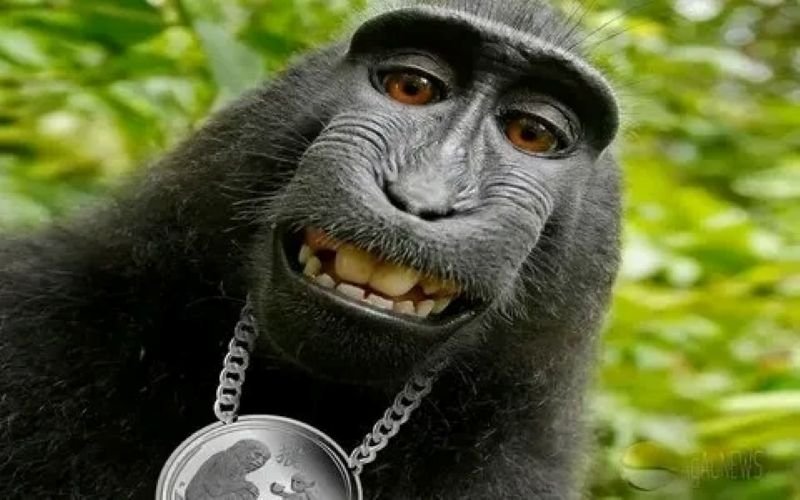 meme monkey hài hước được yêu thích meme monkey hài hước được yêu thích
