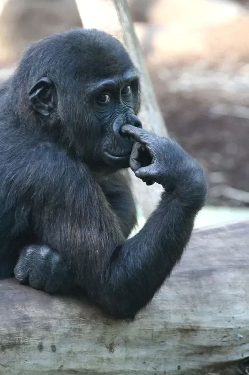 meme monkey hài hước viral mạng xã hội meme monkey hài hước viral mạng xã hội