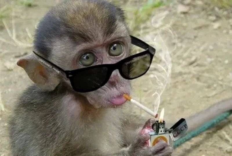 meme monkey khoảnh khắc cực kỳ lầy lội meme monkey khoảnh khắc cực kỳ lầy lội