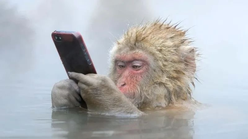 meme monkey khoảnh khắc cười cực viral meme monkey khoảnh khắc cười cực viral