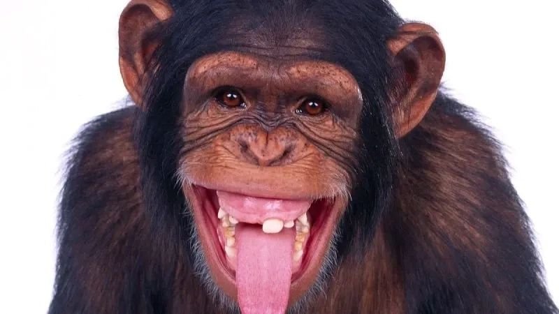 meme monkey khoảnh khắc cười ra nước mắt meme monkey khoảnh khắc cười ra nước mắt