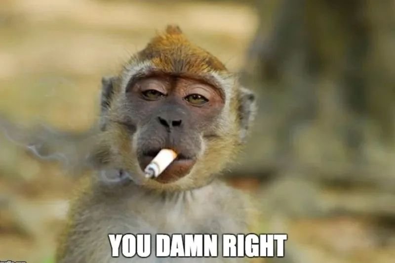 meme monkey khoảnh khắc hài khó quên meme monkey khoảnh khắc hài khó quên