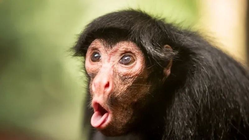 meme monkey khoảnh khắc khiến ai cũng sốc meme monkey khoảnh khắc khiến ai cũng sốc