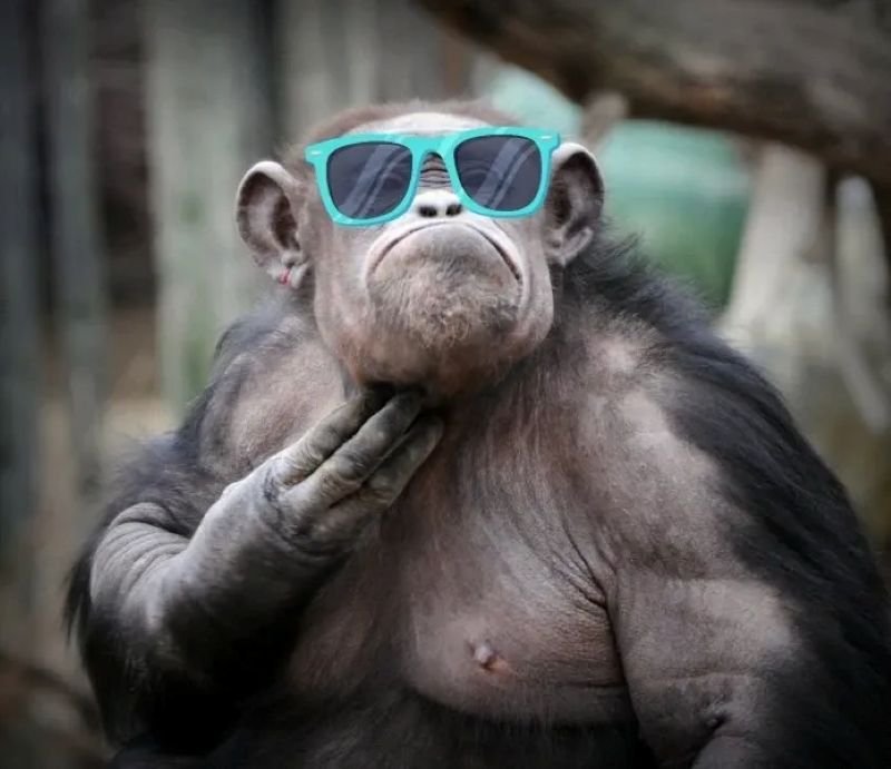 meme monkey khoảnh khắc ngơ ngác cực hài meme monkey khoảnh khắc ngơ ngác cực hài