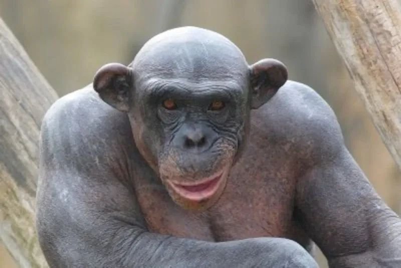 meme monkey khoảnh khắc phản ứng siêu lầy meme monkey khoảnh khắc phản ứng siêu lầy