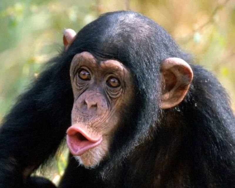 meme monkey ngơ ngác cực kỳ đáng yêu meme monkey ngơ ngác cực kỳ đáng yêu