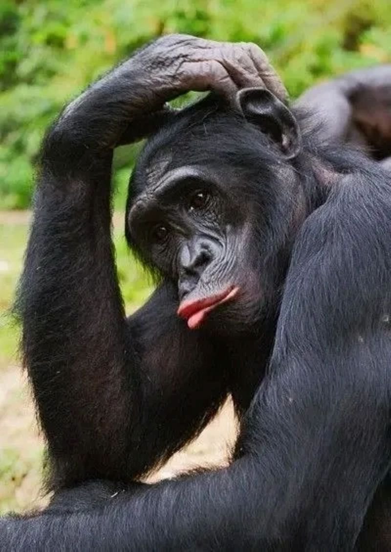 meme monkey phản ứng đầy bất ngờ meme monkey phản ứng đầy bất ngờ