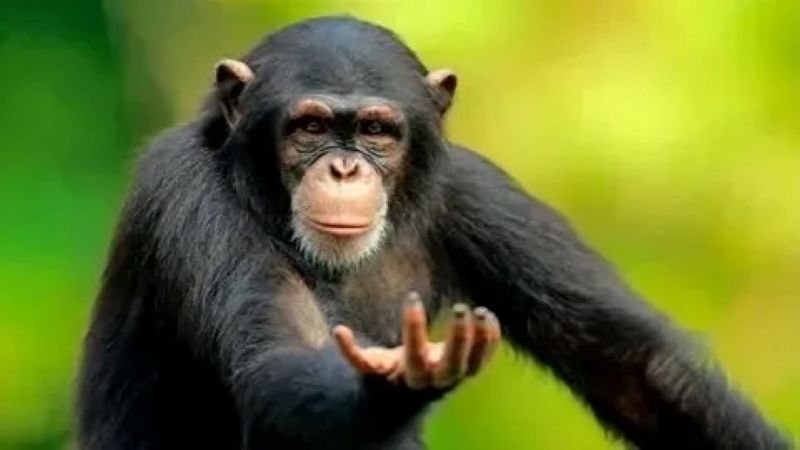 meme monkey phản ứng khiến dân mạng thích meme monkey phản ứng khiến dân mạng thích
