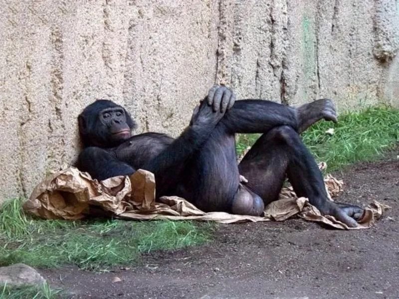 meme monkey reaction đầy bất ngờ và hài meme monkey reaction đầy bất ngờ và hài