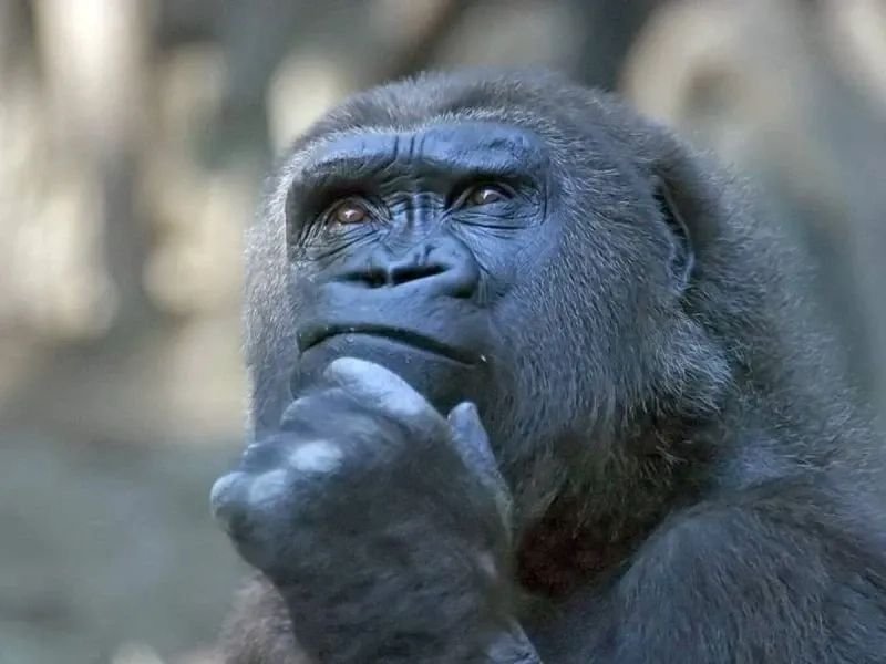 meme monkey reaction độc đáo khiến dân mạng cười meme monkey reaction độc đáo khiến dân mạng cười