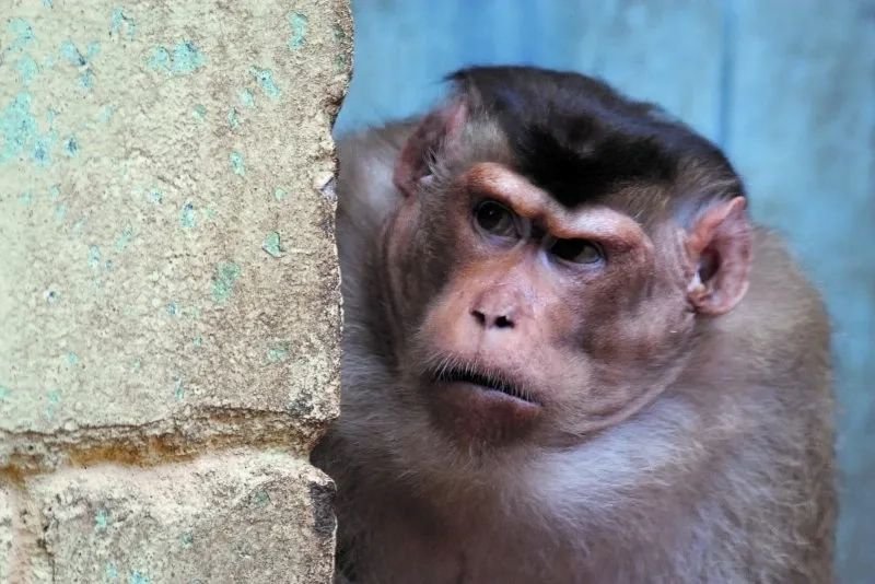 meme monkey reaction hài hước trên mạng meme monkey reaction hài hước trên mạng