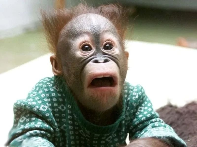 meme monkey reaction ngộ nghĩnh siêu đáng yêu meme monkey reaction ngộ nghĩnh siêu đáng yêu