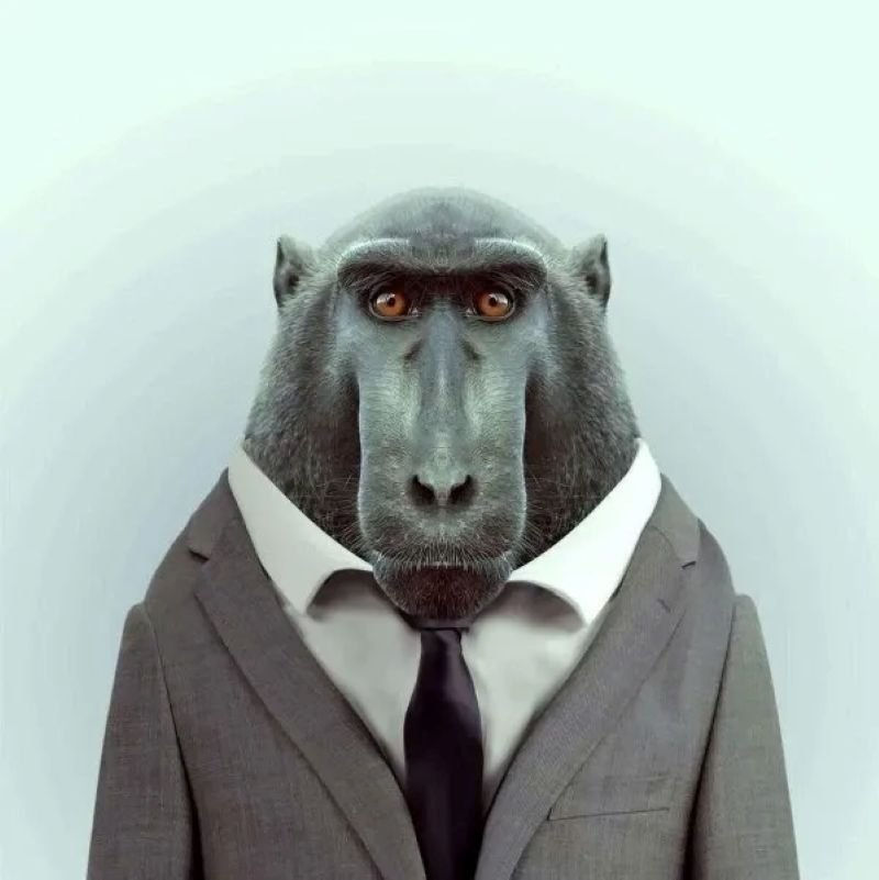 meme monkey reaction siêu hài hước meme monkey reaction siêu hài hước