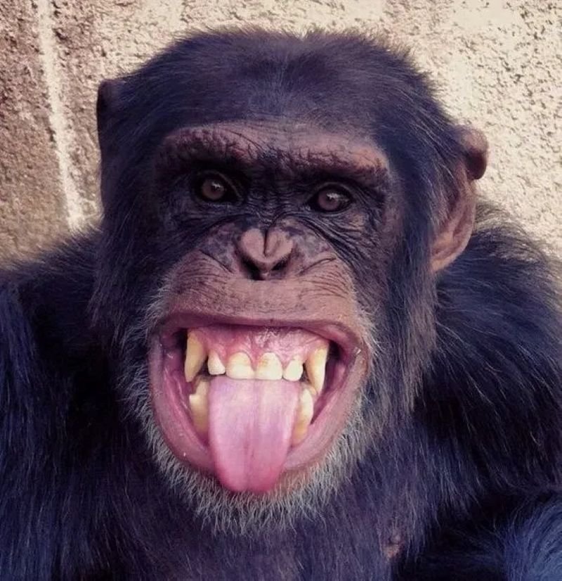 meme monkey với biểu cảm cực ngầu meme monkey với biểu cảm cực ngầu