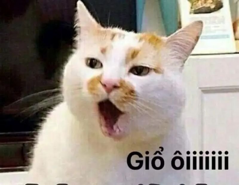 meme ngạc nhiên cực mạnh khiến ai cũng sốc