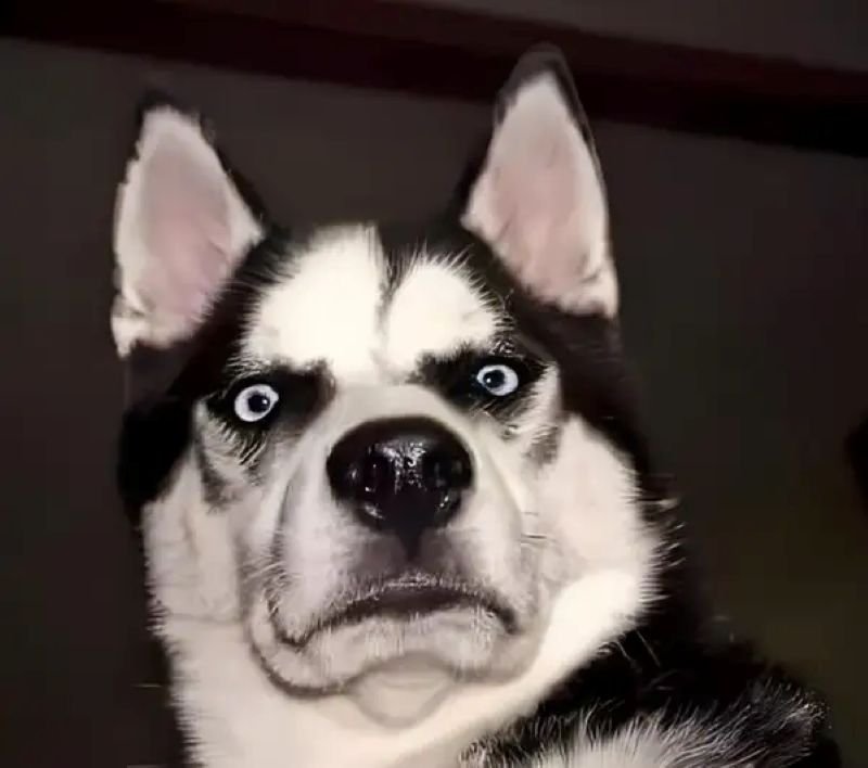 meme ngạc nhiên đầy biểu cảm hài hước