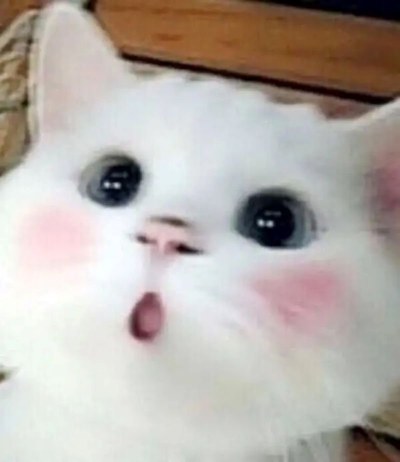 meme ngạc nhiên hài hước khó đỡ nhất