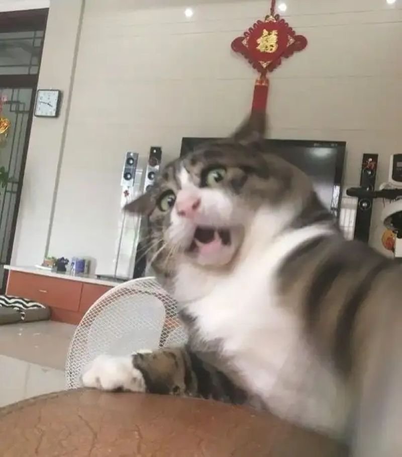 meme ngạc nhiên khiến dân mạng bật cười