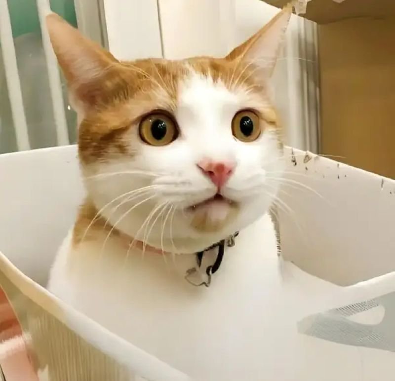 meme ngạc nhiên với biểu cảm cực mạnh