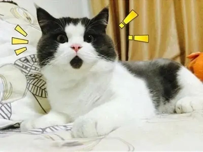 meme ngạc nhiên với khoảnh khắc cực hài