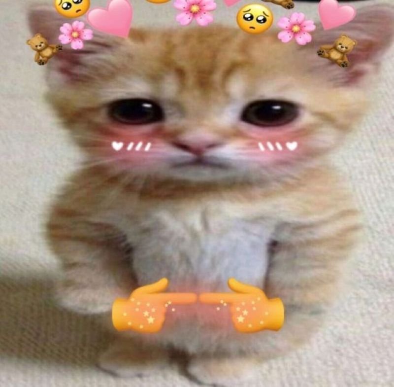 meme ngại ngùng khiến dân mạng thích