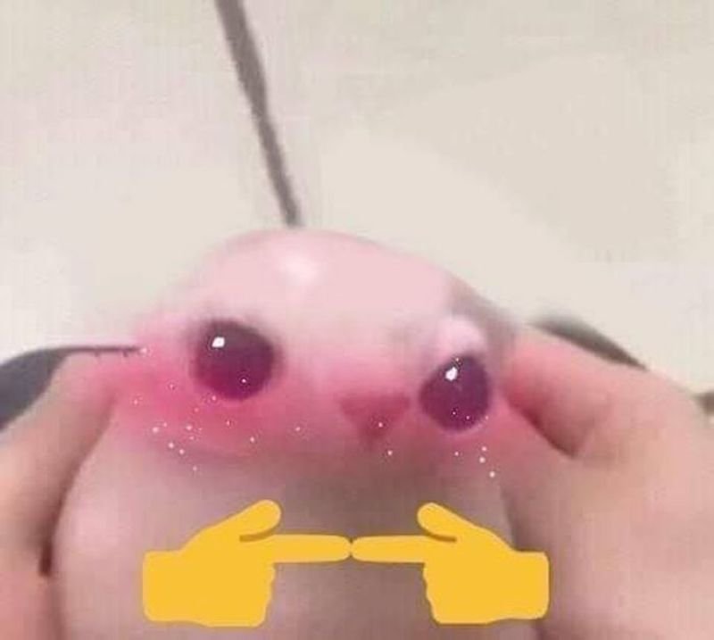 meme ngại ngùng với biểu cảm hài