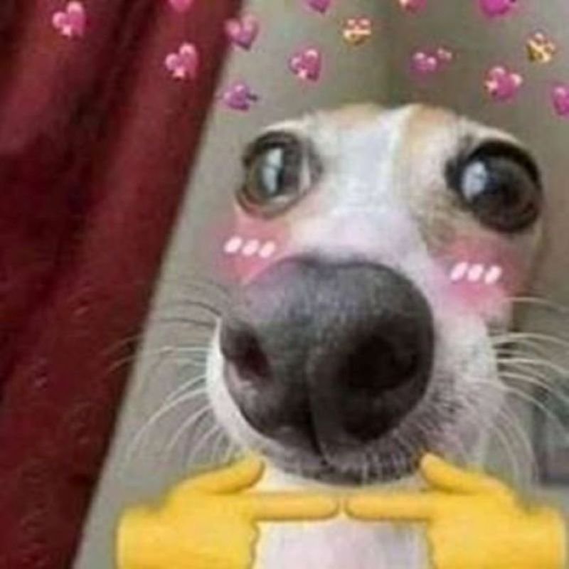 meme ngại nhìn thôi cũng thấy vui