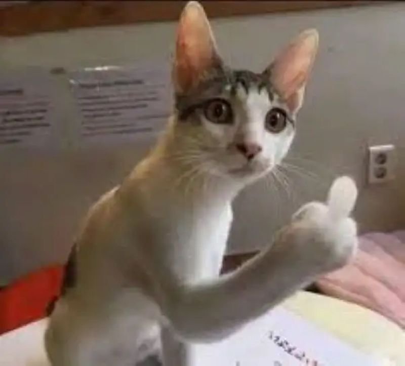 meme ngón giữa biểu cảm không thể đỡ