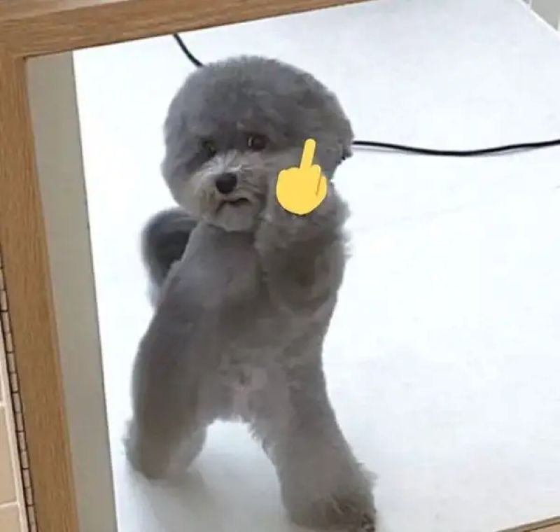 meme ngón giữa cà khịa cực kỳ thâm