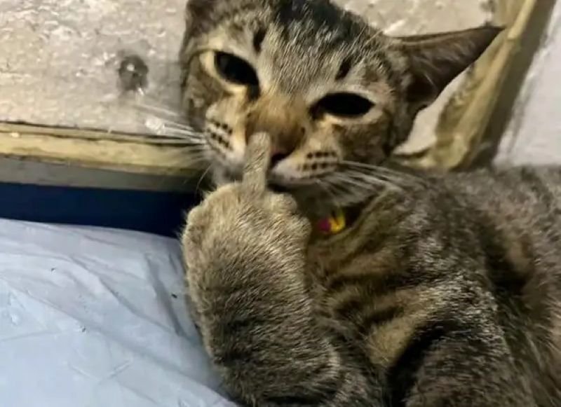 meme ngón giữa cực hài khi tức giận