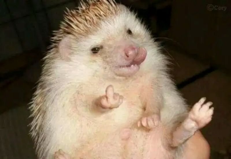 meme ngón giữa cực kỳ bá đạo