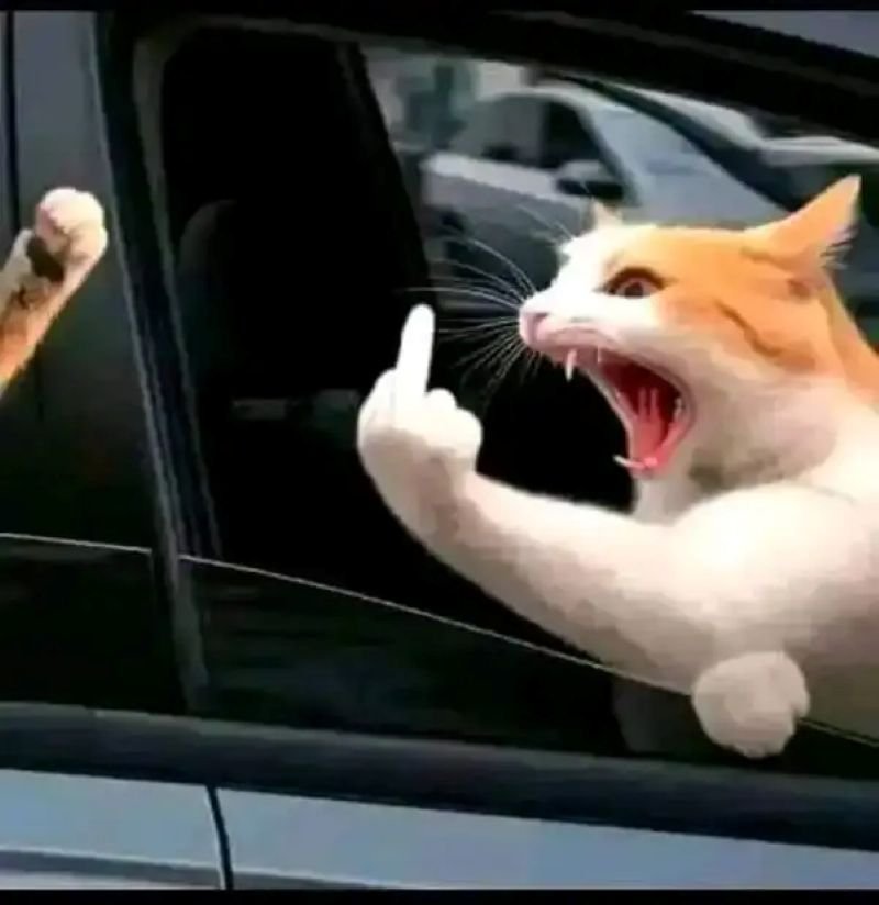 meme ngón giữa dành cho người bất cần