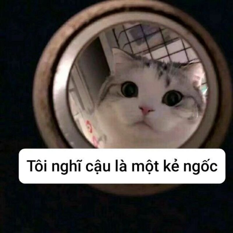 meme ngu cuoi xiu vi qua hai meme ngu cuoi xiu vi qua hai