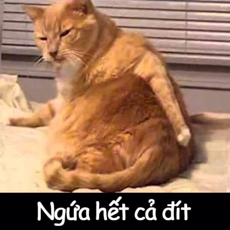 meme ngu hai huoc bat trend meme ngu hai huoc bat trend