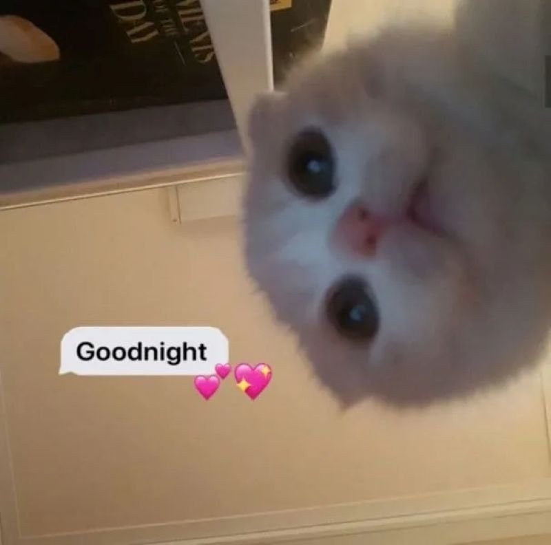 meme ngủ ngon cực chill dành cho bạn