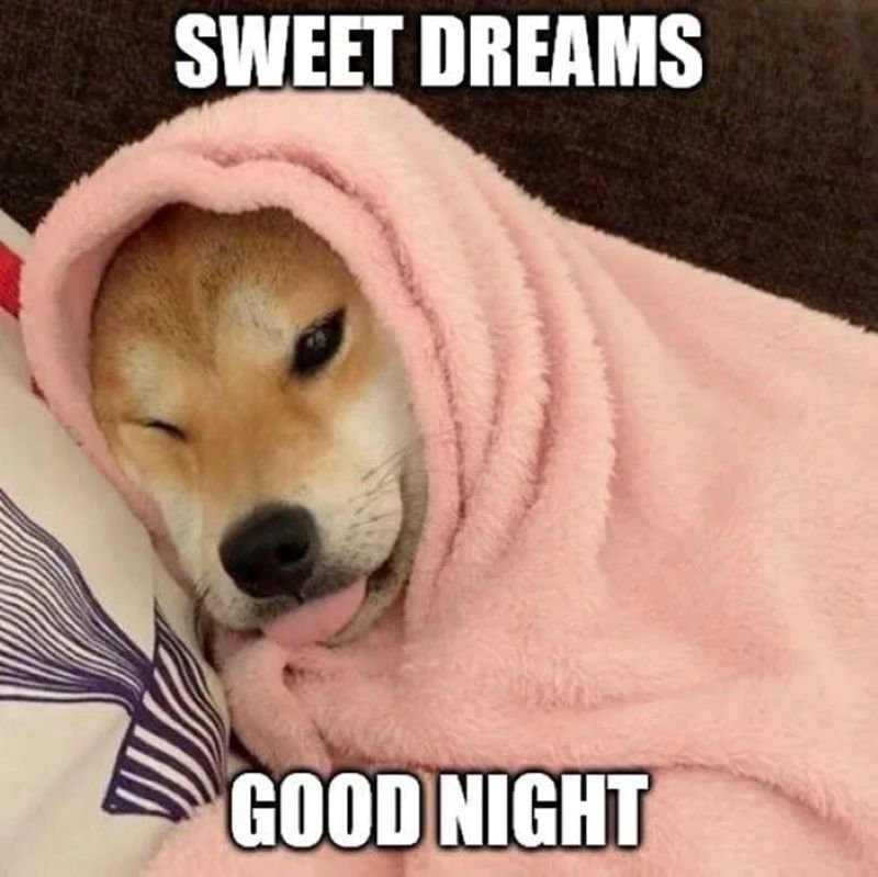 meme ngủ ngon cute cho crush mỗi tối