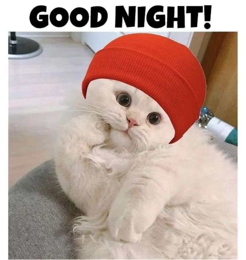 meme ngủ ngon đáng yêu làm ảnh chúc ngủ