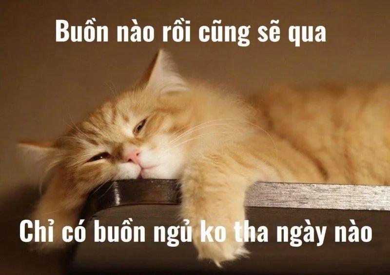 meme ngủ ngon đáng yêu nhất hôm nay